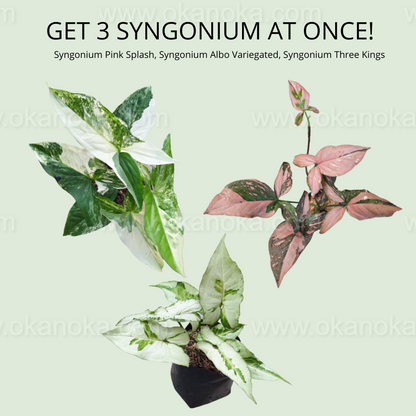 Syngonium Pink Splash, Syngonium Albo Variegated, Syngonium Three Kings a.k.a Magic Marble