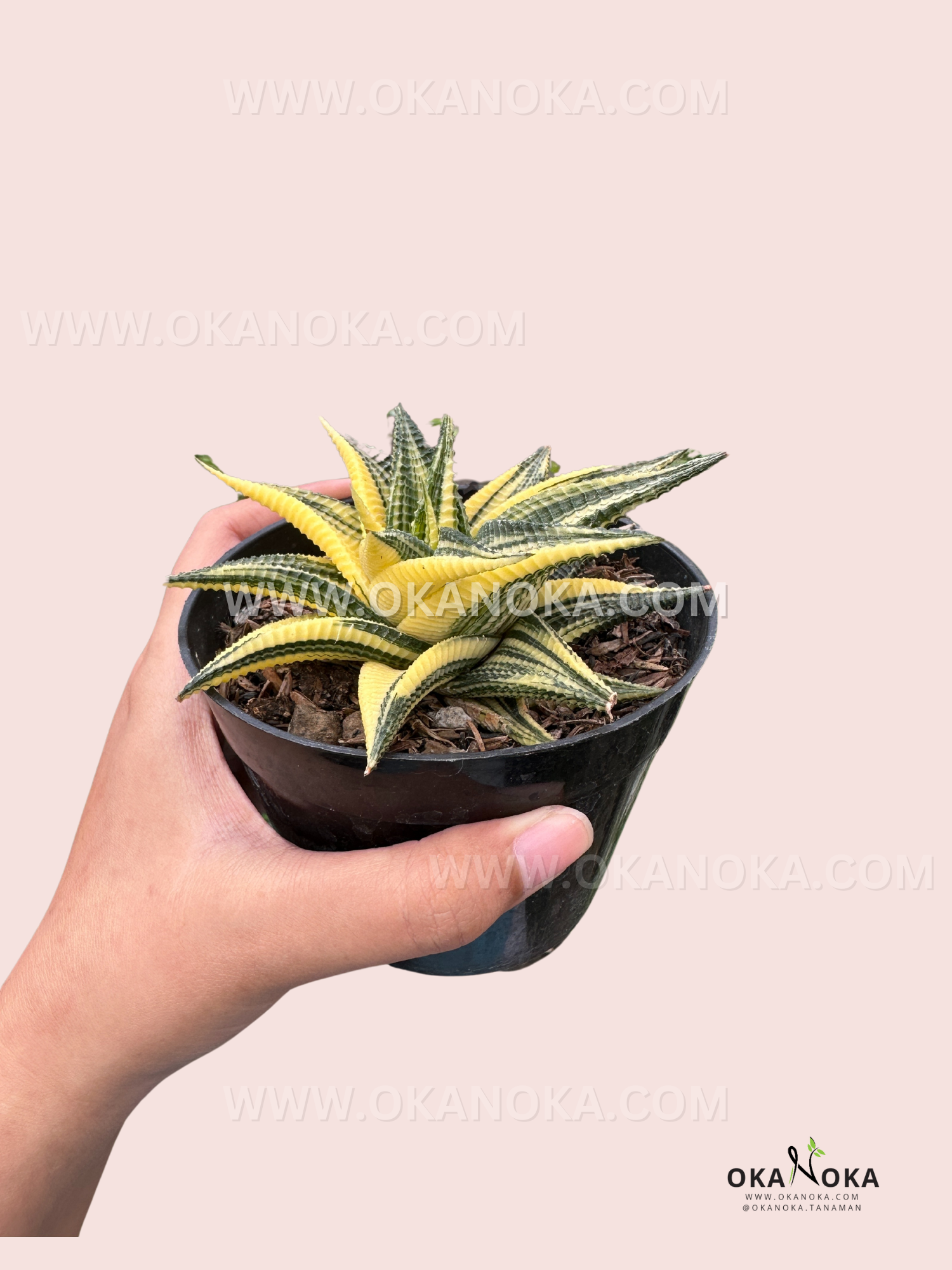 Haworthia Limifolia Variegated