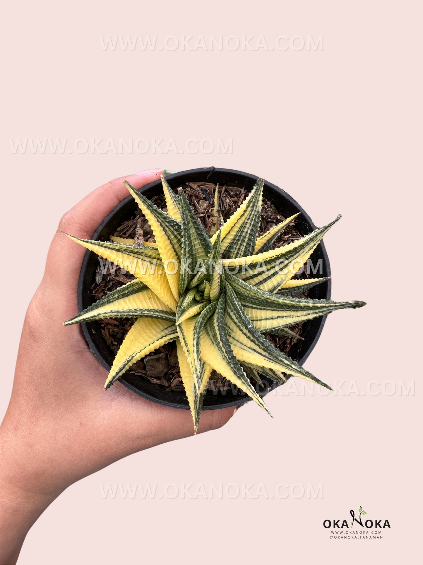 Haworthia Limifolia Variegated