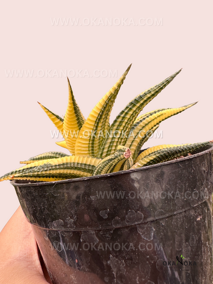 Haworthia Limifolia Variegated