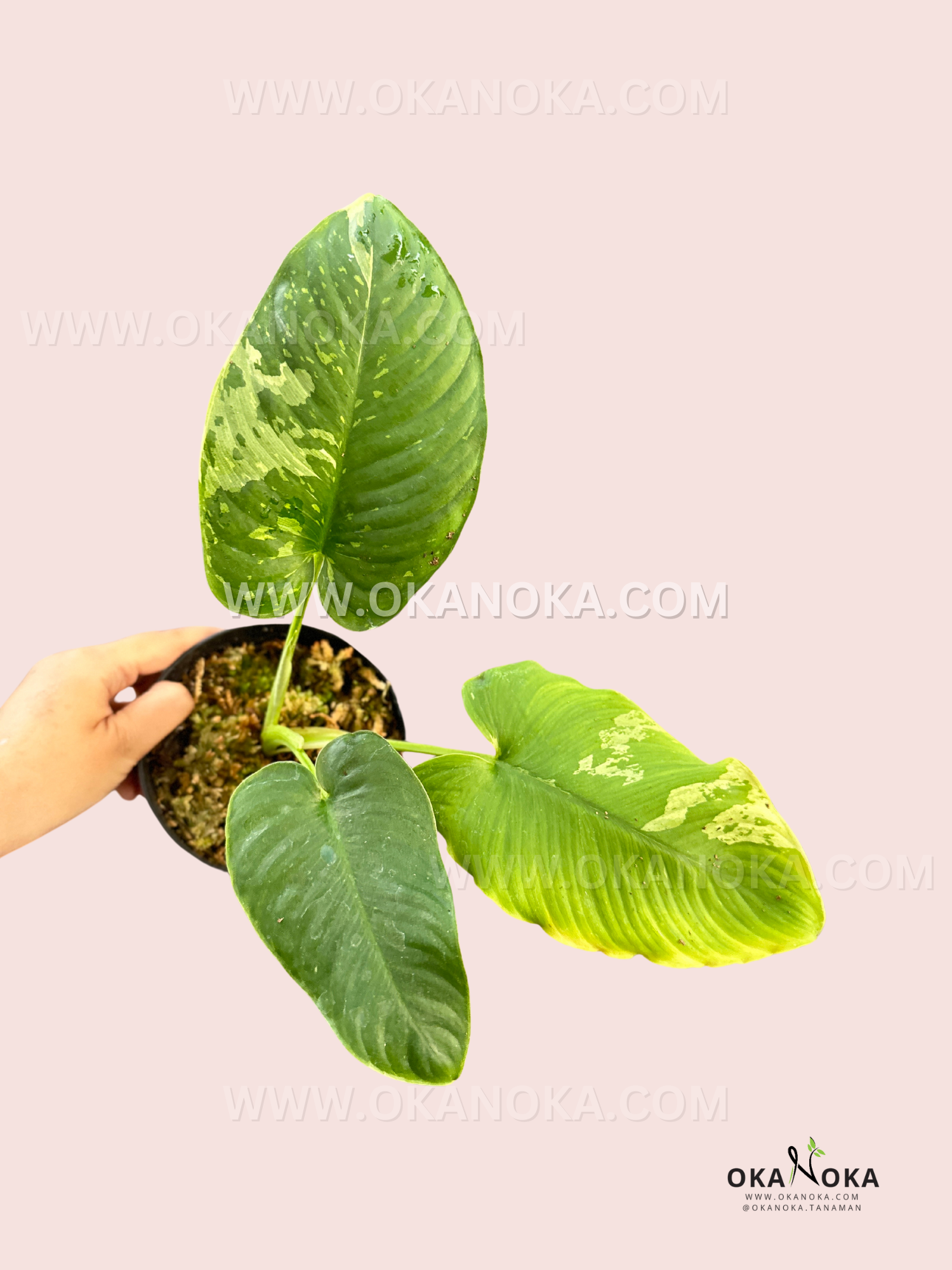 その他観葉植物 Homalomena Sp. Variegated Homalomena sp Variegated – Tropical Houseplant