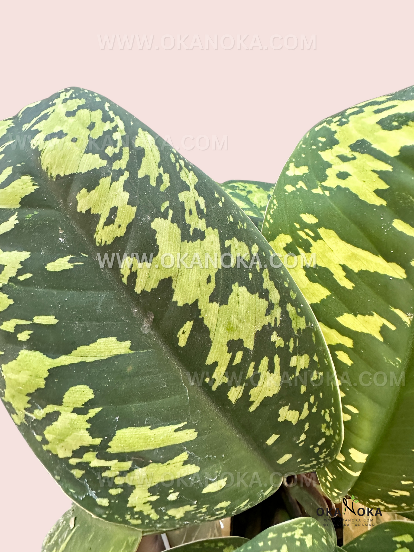 Homalomena Wallisii Camouflage