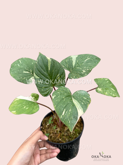 Homalomena Rubescens Stardust Variegated showing silvery-green elongated leaves, highlighting natural variegation and indoor-friendly foliage.
