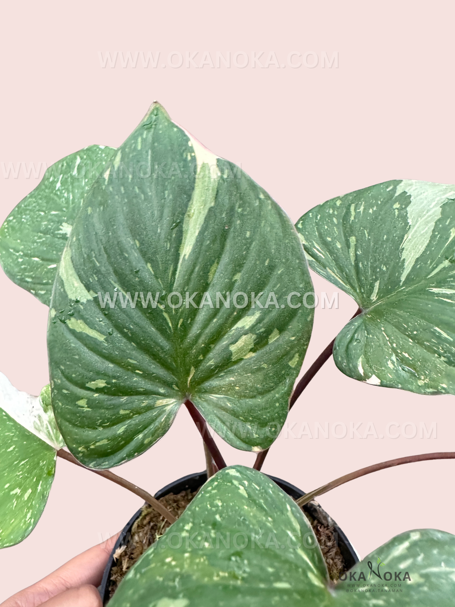Homalomena Rubescens Stardust Variegated plant with rich green leaves and bold red veins, potted, perfect for indoor décor.
