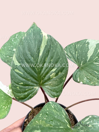 Homalomena Rubescens Stardust Variegated plant with rich green leaves and bold red veins, potted, perfect for indoor décor.
