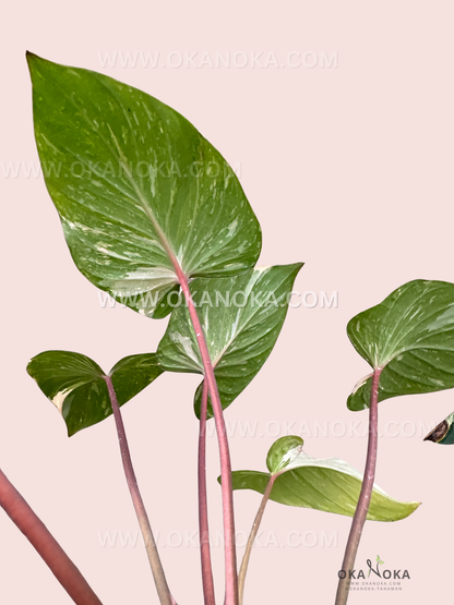 Homalomena Rubescens Stardust Variegated showing green leaves with cream speckled variegation and pink stems.
