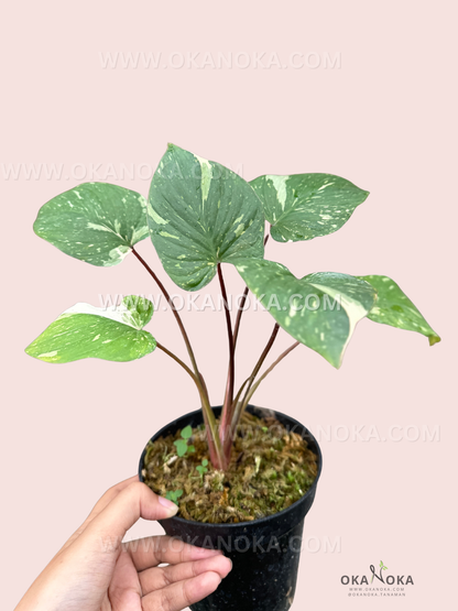 Close-up of Homalomena Rubescens Stardust Variegated live plant showing green leaves with creamy white variegation and textured stems in black pot.