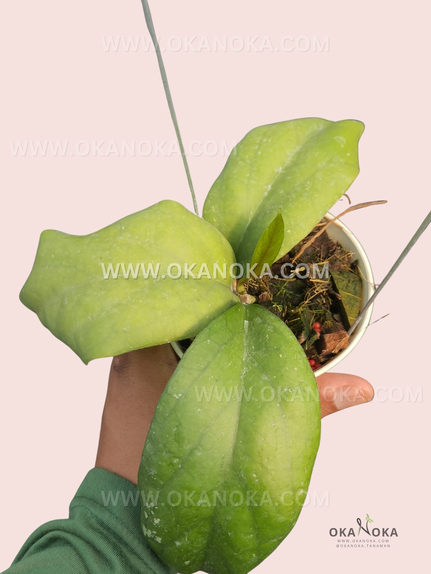 Hoya AH027 CV Elephant live plant with oversized thick glossy green leaves.