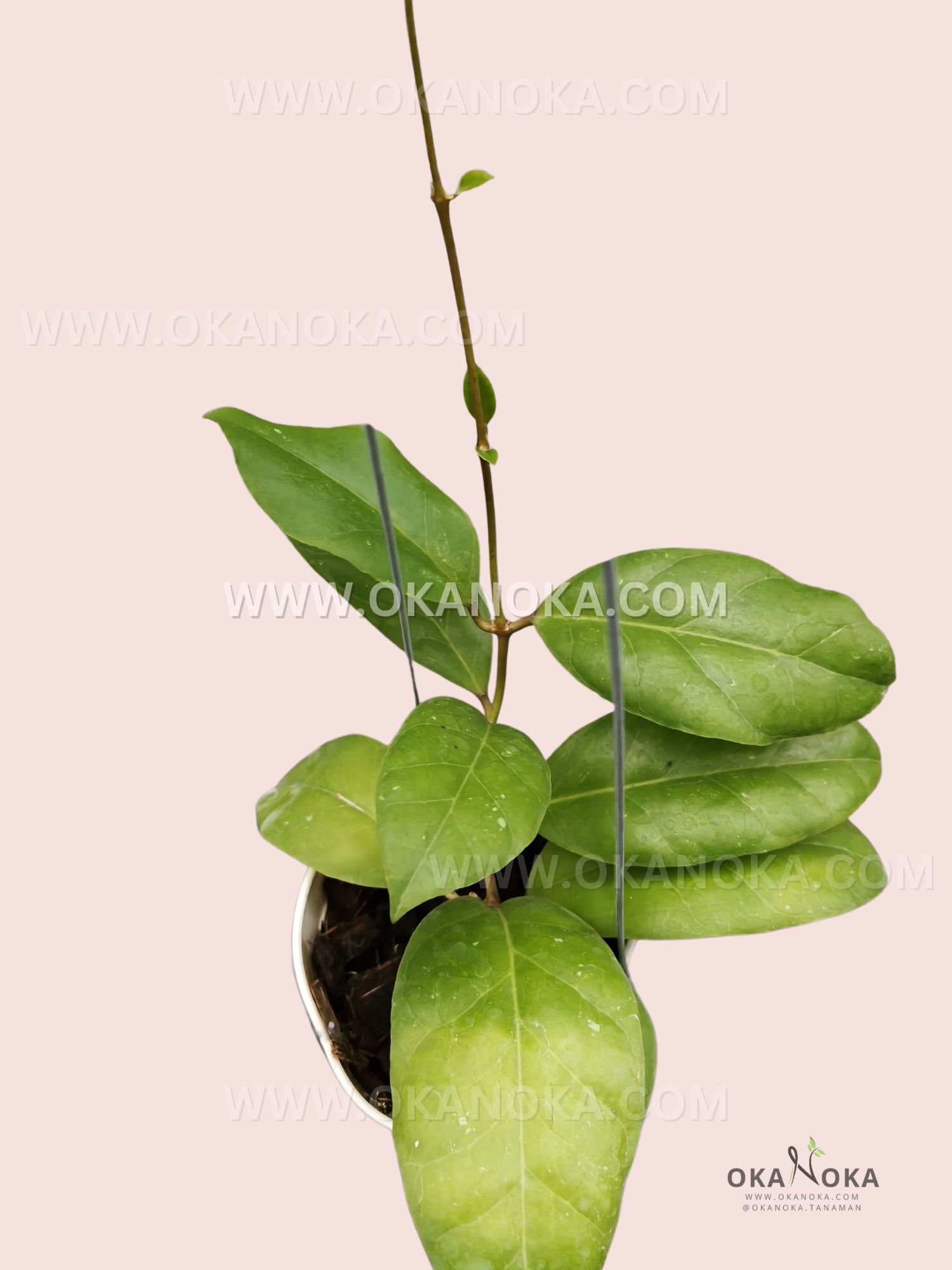 Hoya Callistophylla × Wallichii ssp. Tenebrosa live plant with elongated green leaves and dark veins.