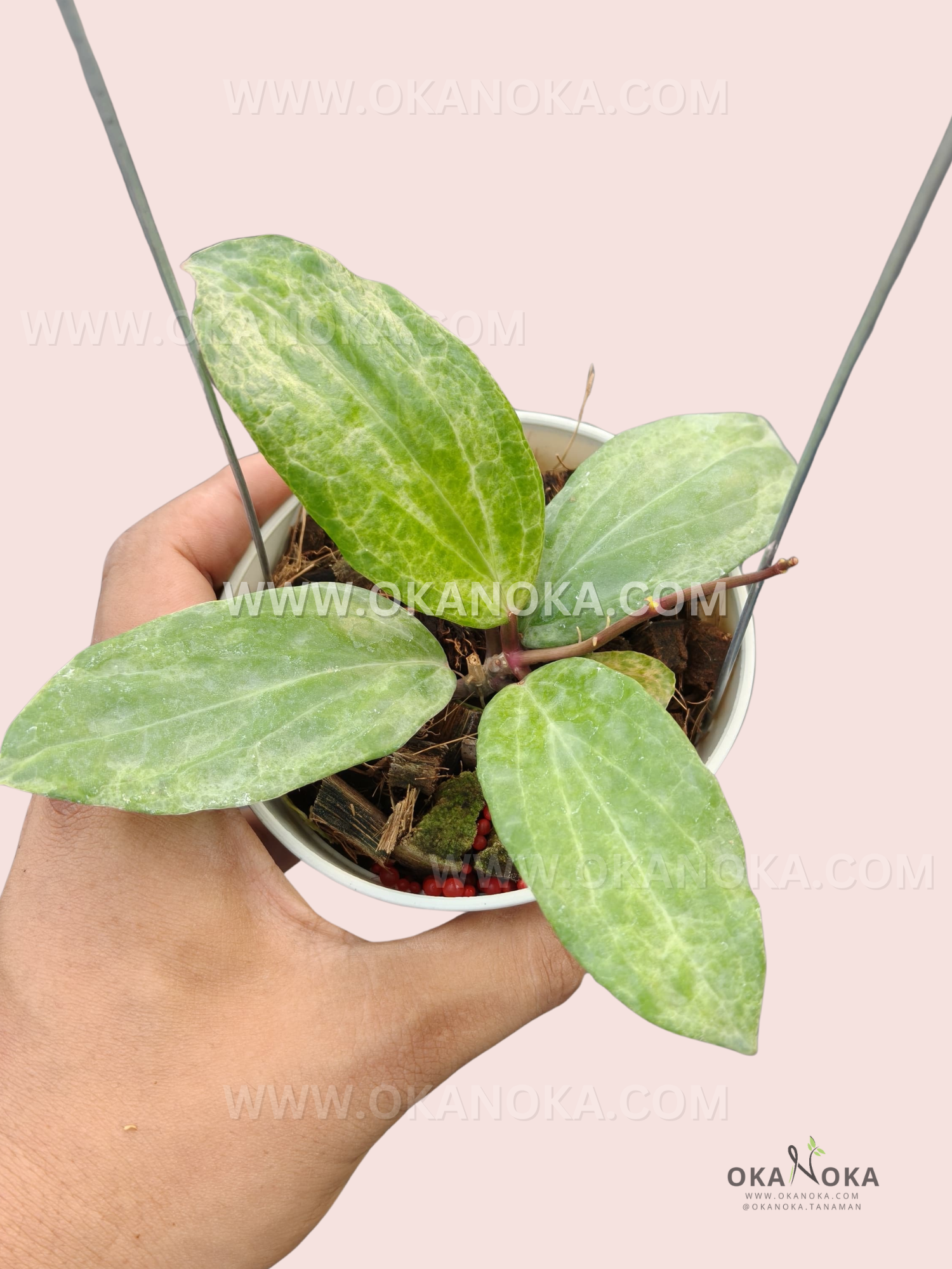 Hoya Crocodile live plant with thick textured green leaves and prominent raised veins.