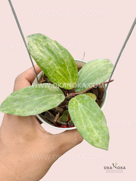Hoya Crocodile live plant with thick textured green leaves and prominent raised veins.