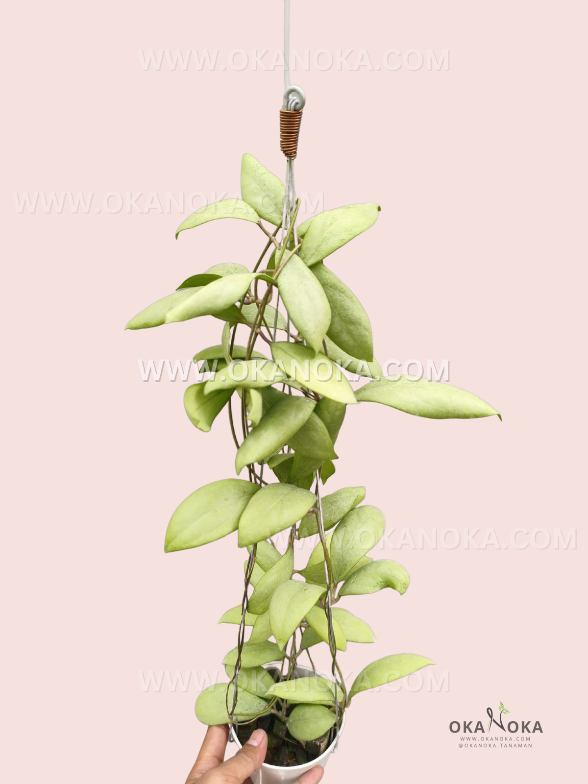 Hoya Erythrostemma Silver big size live plant with elongated silver-green leaves and long cascading vines in a hanging pot.