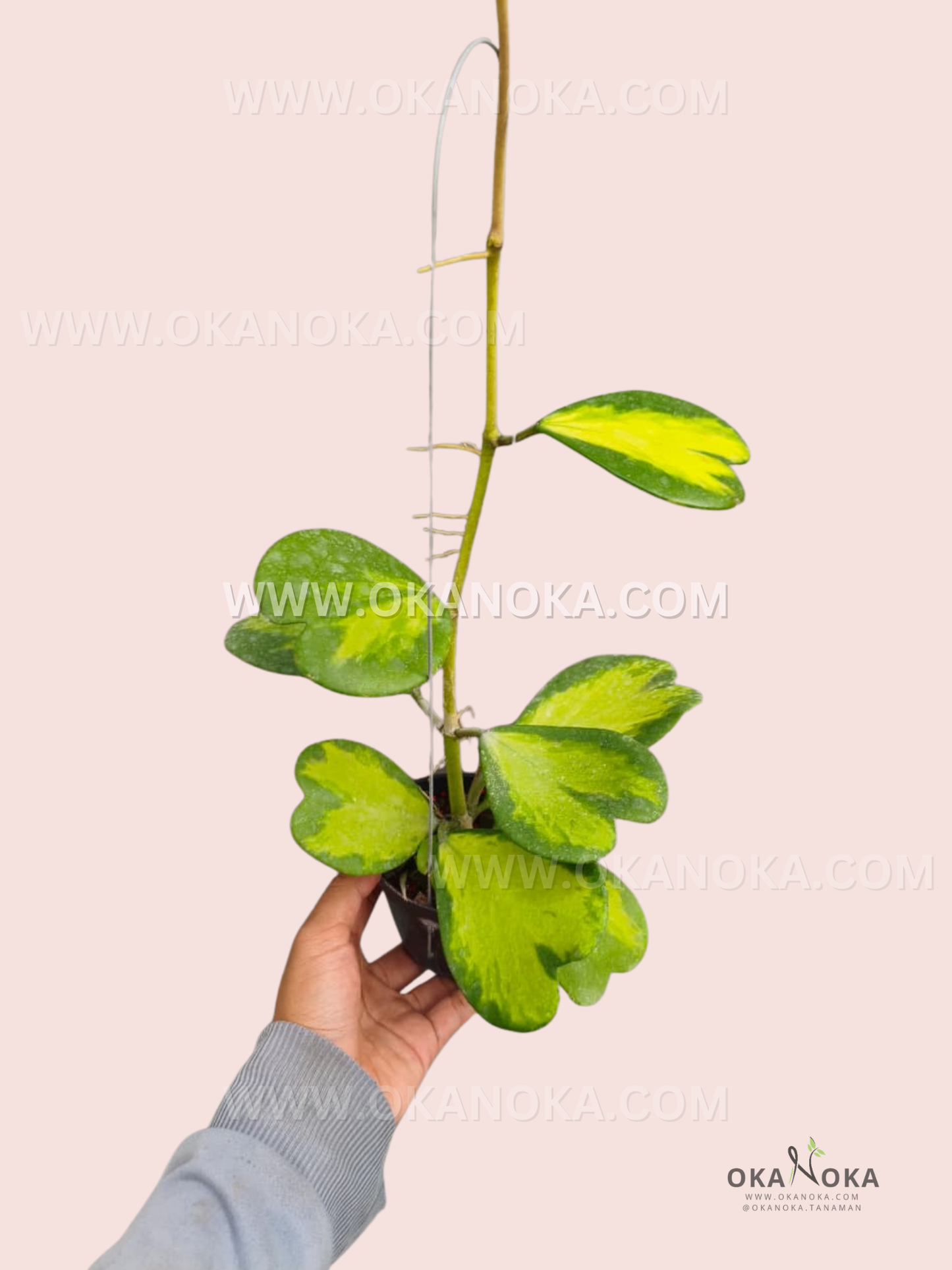 Hoya Kerrii Inner Variegated live plant with heart-shaped leaves and creamy yellow center variegation.