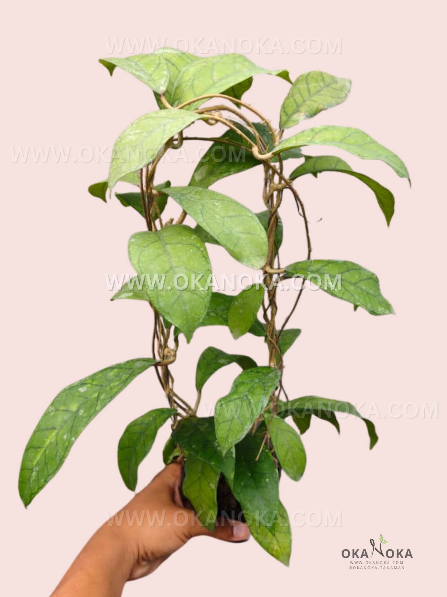 Hoya Lalita VH-03-07 close-up view of lush green vining leaves in small black pot, perfect indoor tropical plant for collectors.
