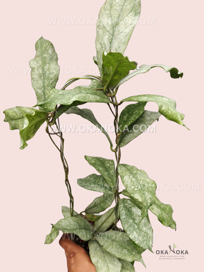 Hoya Mitrata Silver live plant with thick green leaves and shimmering silver variegation.