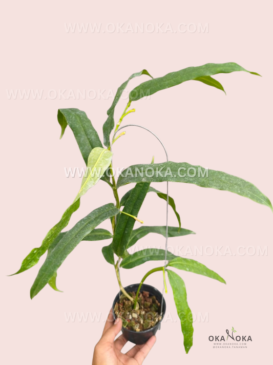 Hoya Platycaulis live plant with glossy green leaves and distinctive flattened stems.