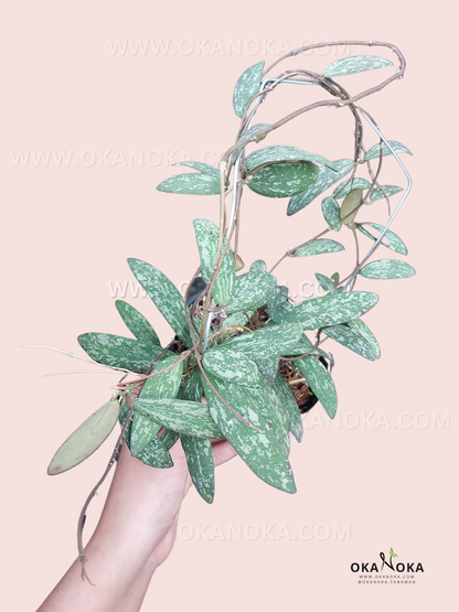 Hoya Sigillatis Silver