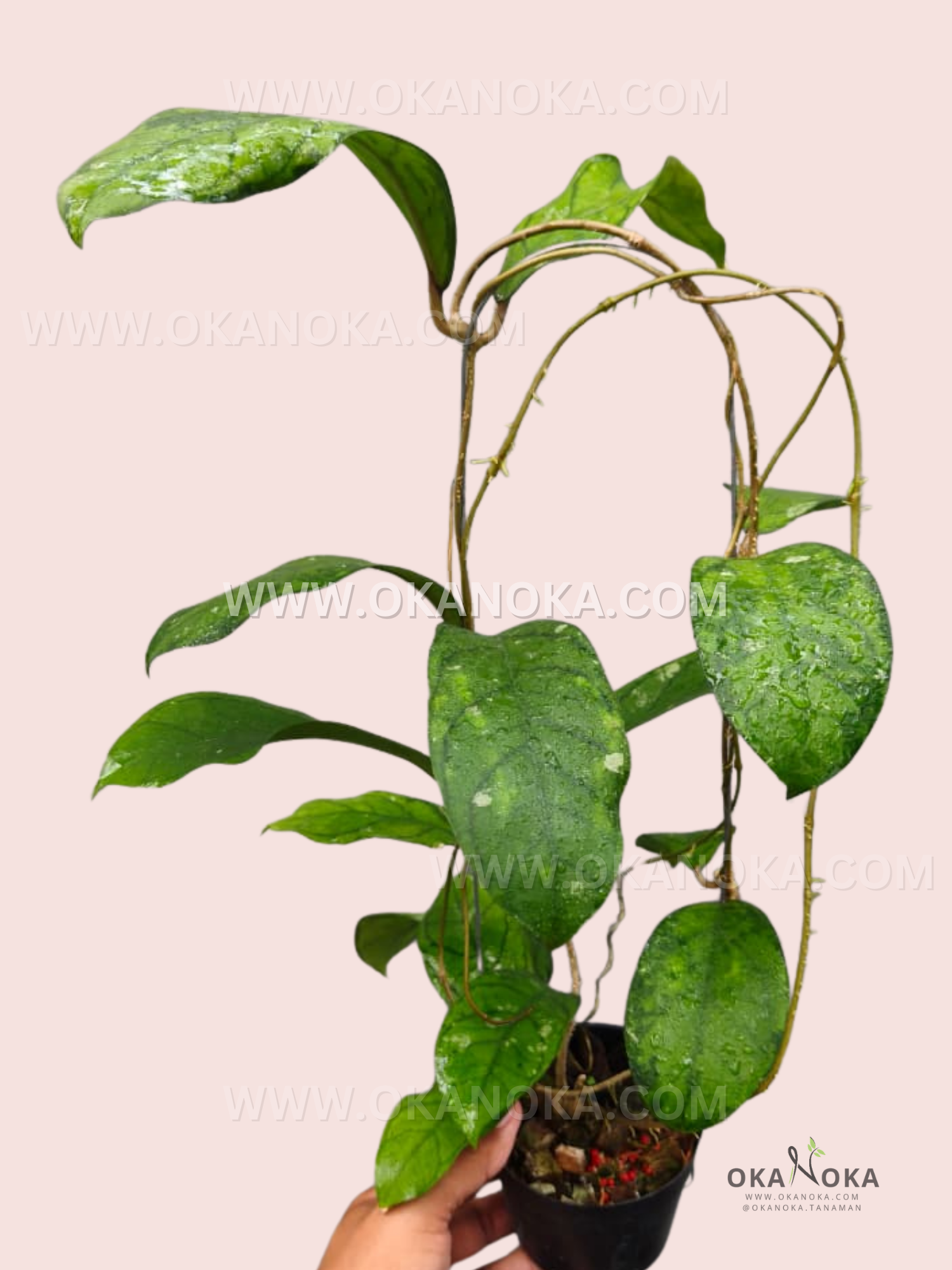 Close-up of Hoya Sweet Amber VH-03-22 leaves, showcasing glossy green foliage.