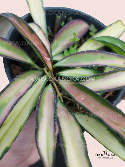 Hoya Wayetii Tricolor