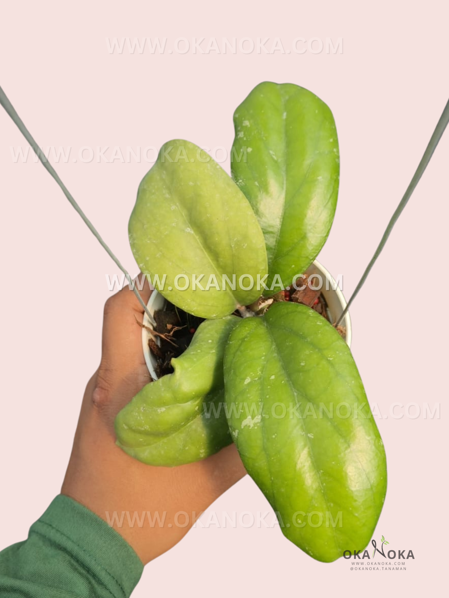 Healthy rooted Hoya AH027 CV Elephant showcasing large tropical foliage.