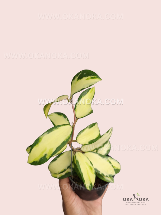 Hoya acuta Inner Variegated live plant with creamy yellow central variegation, dark green leaf margins, and upright vining growth in a small pot.