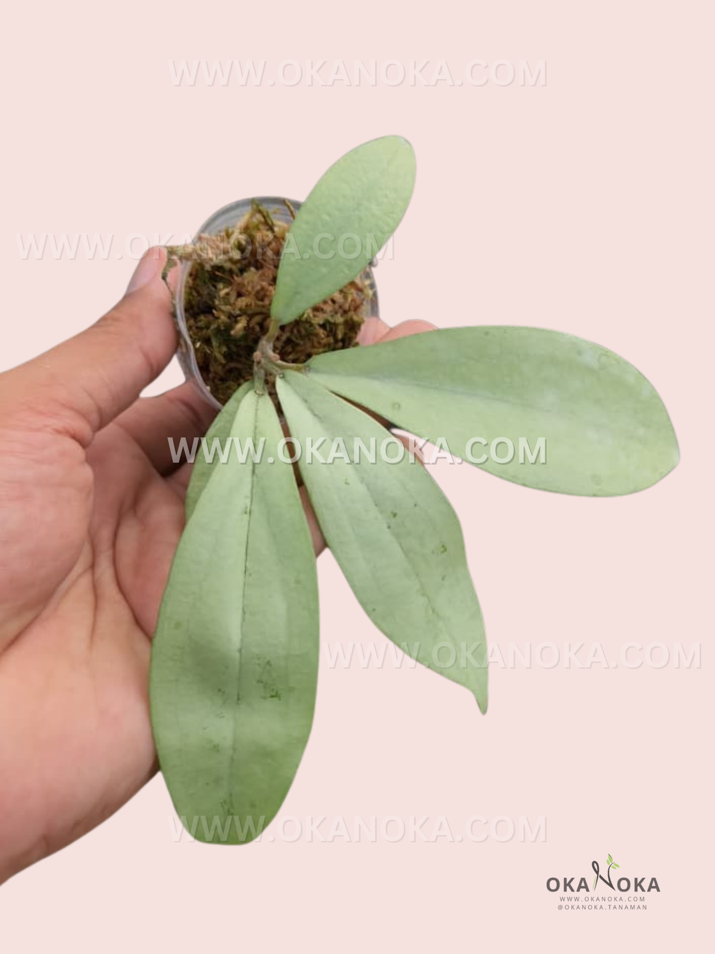 Close-up of Hoya Alena leaves with silvery-green velvety texture in white pot.
