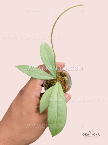 Hoya Alena live plant showing trailing stems in a hand-held pot.