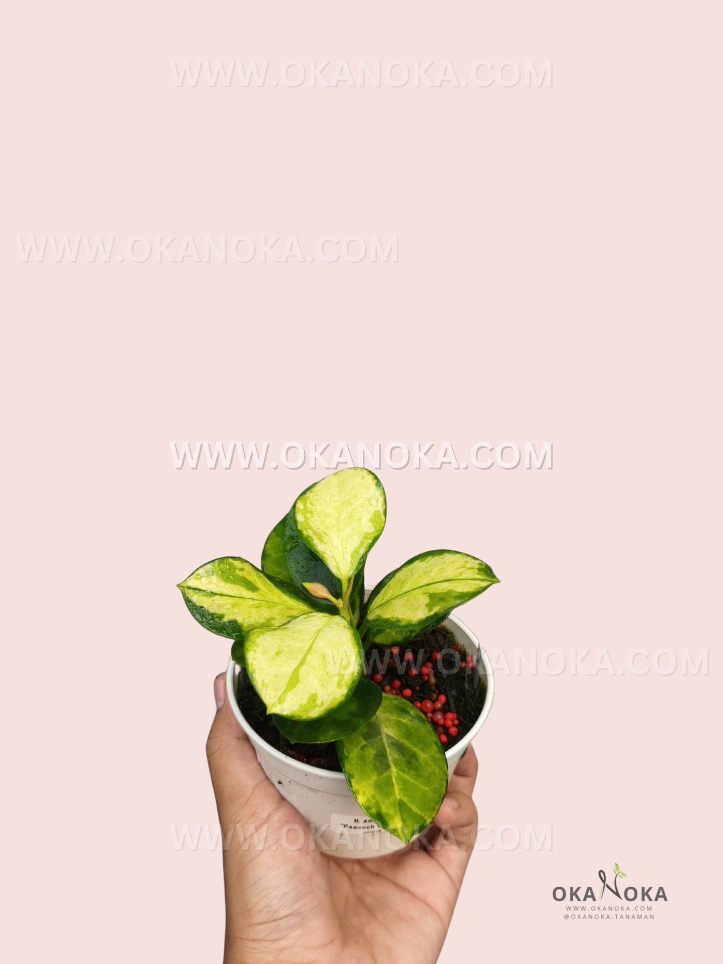 Hoya australis ‘Lisa’ is a compact, bushy Hoya with thick, oval leaves featuring striking yellow-green variegation, darker green margins, and green marbling through the leaf centers. The plant is shown growing in a small white pot.