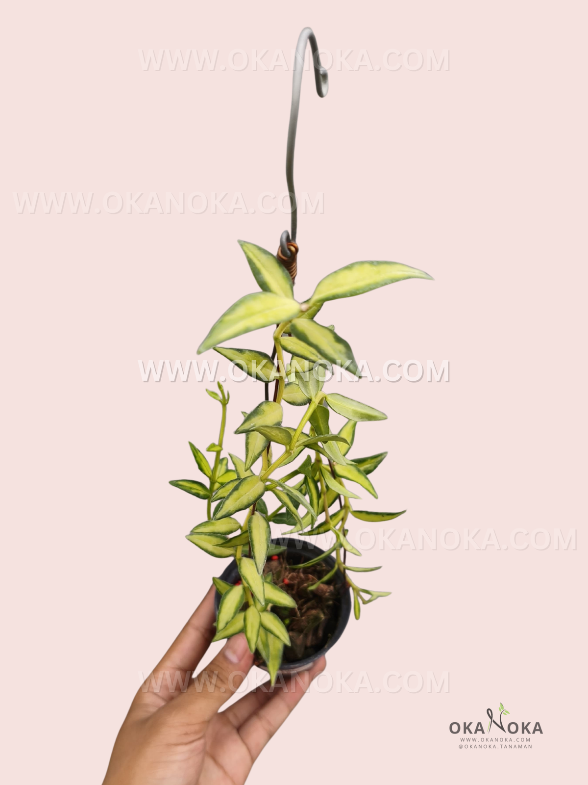 Hoya Bella Lida Buis live plant with slender pointed leaves featuring green and creamy-yellow variegation, cascading vines, and a hanging hook.