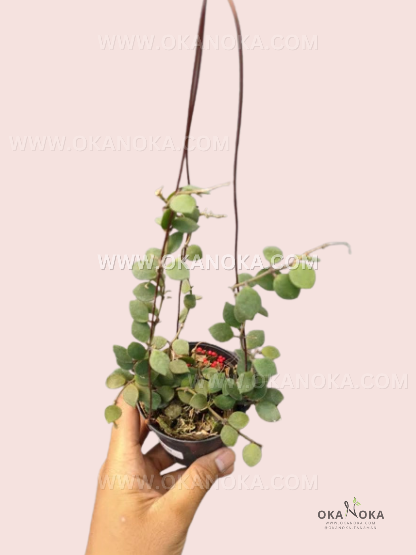 Hoya Boycei live trailing plant with small round green leaves growing in a hanging nursery pot with cascading vines.