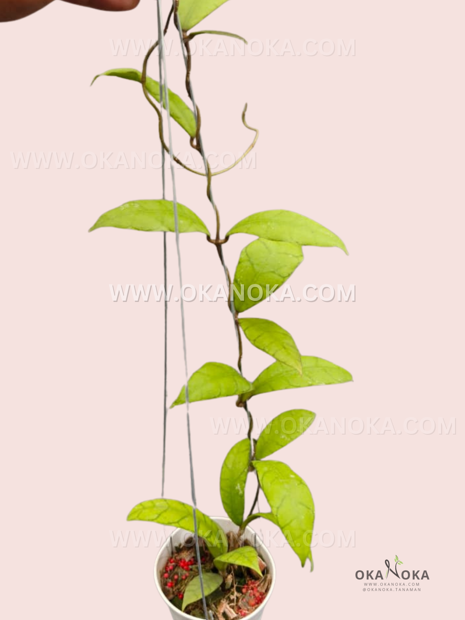 Close-up view of Hoya Callistophylla VN-01 leaves showing heart-shaped, glossy green foliage.