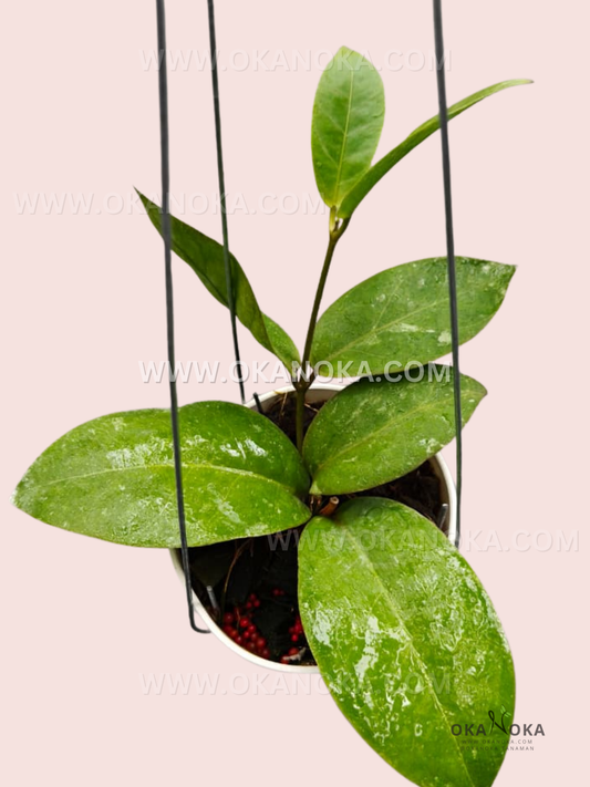 Close-up of Hoya Callistophylla x Densifolia with vibrant green climbing leaves in a white pot, supported with trellis wires, ideal indoor tropical houseplant.