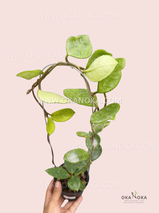Hoya Carnosa Chelsea live plant with thick rounded green leaves, winding trailing vines, and lush foliage growing from a small black pot.
