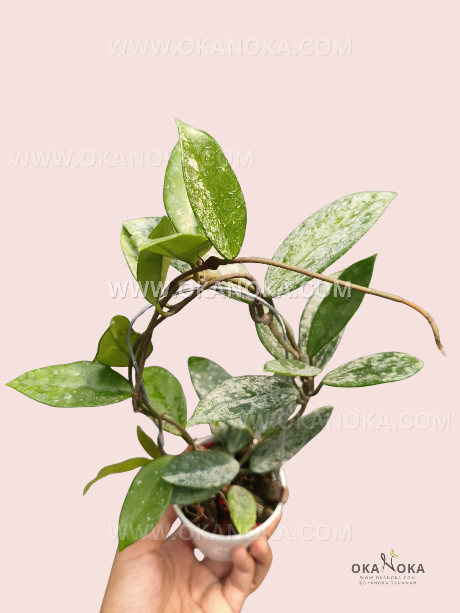 Hoya Carnosa Wilbur Graves China live plant with elongated green leaves covered in silver splash markings and graceful trailing vines