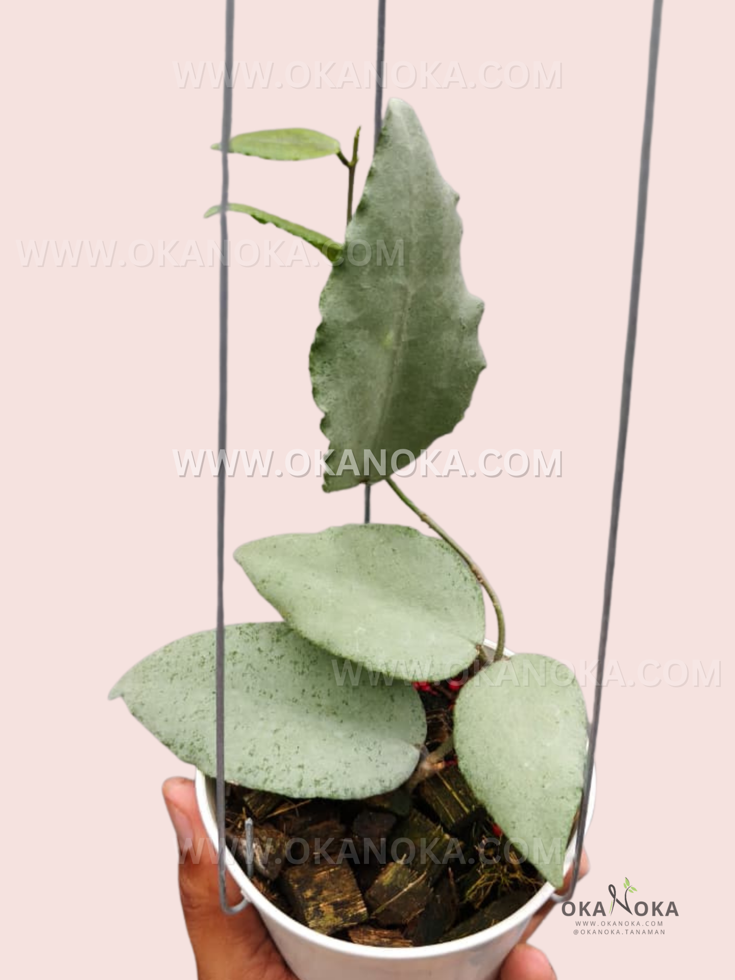 Hoya Caudata Argene live plant with silvery-green trailing leaves in a white hanging pot.