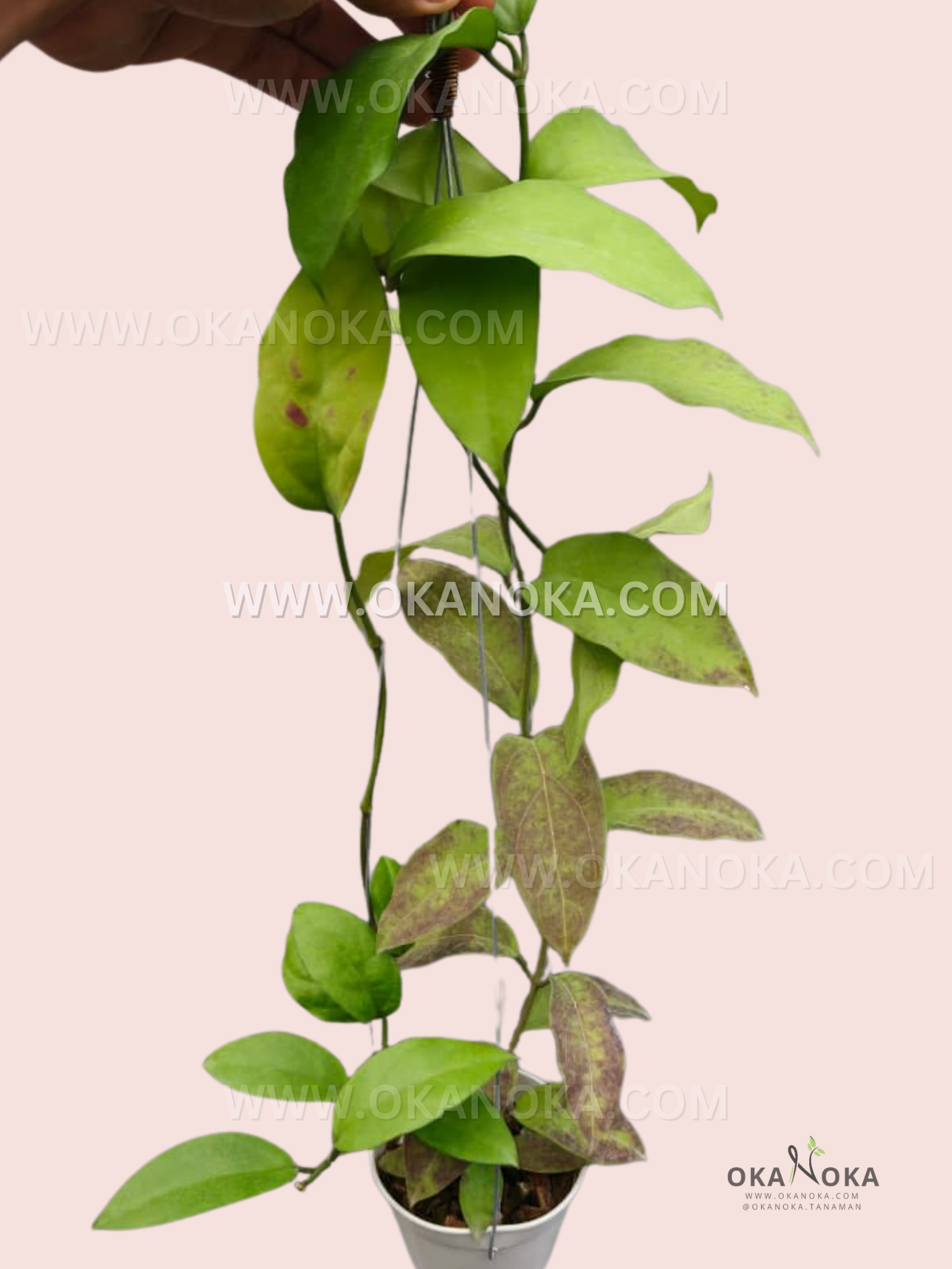 Hoya Cinnamomifolia x Hoya Multiflora with vibrant green waxy leaves in a white hanging pot.