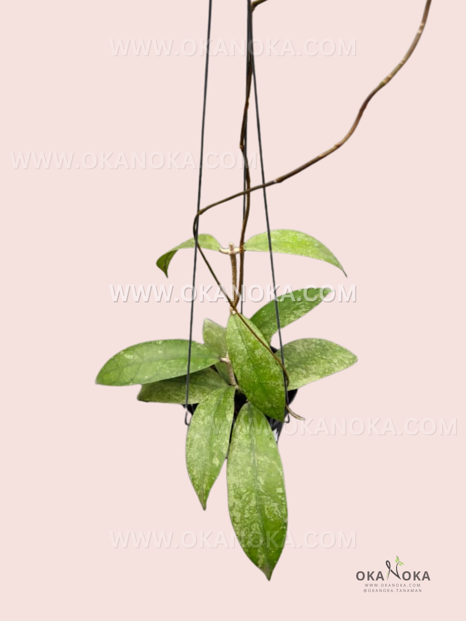 Close-up of Hoya Clancy’s lush green leaves and trailing vine in a white hanging pot.