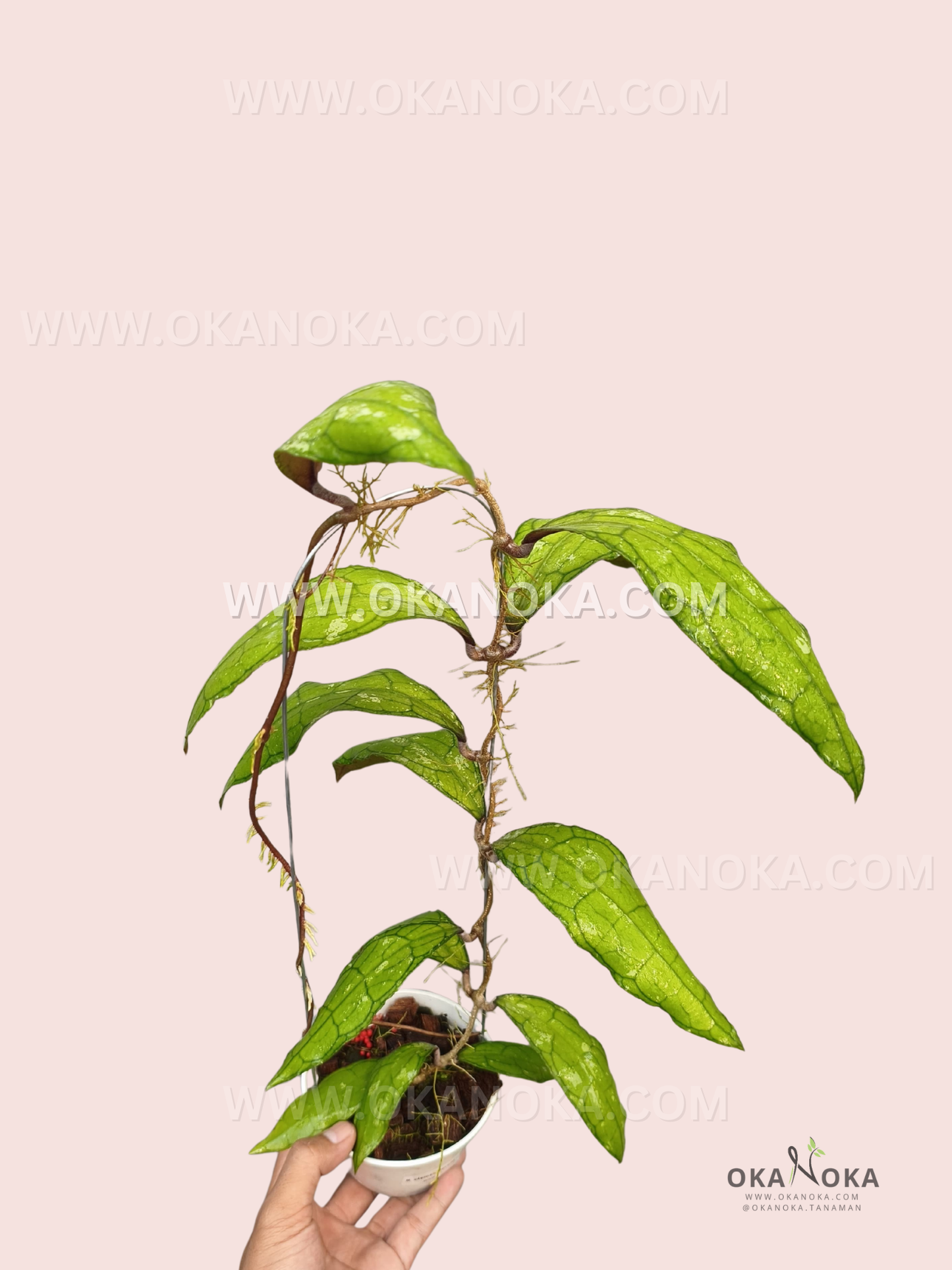 Hoya clemensiorum is a climbing epiphytic plant with long, narrow, glossy green leaves, visible veining, and aerial roots along its slender stems. The image shows the plant growing in a small pot, with several trailing and climbing vines.