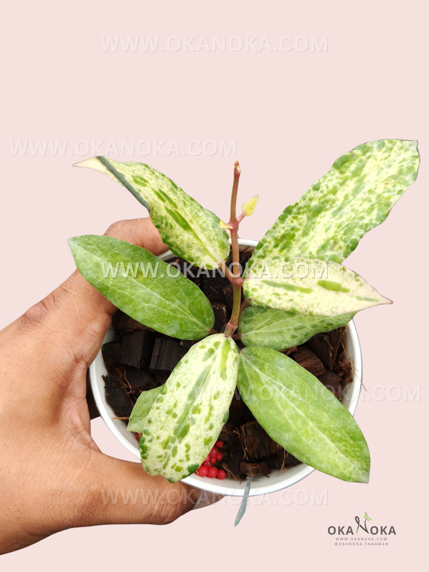 Healthy rooted Hoya Crocodile showcasing crocodile skin-like tropical foliage.