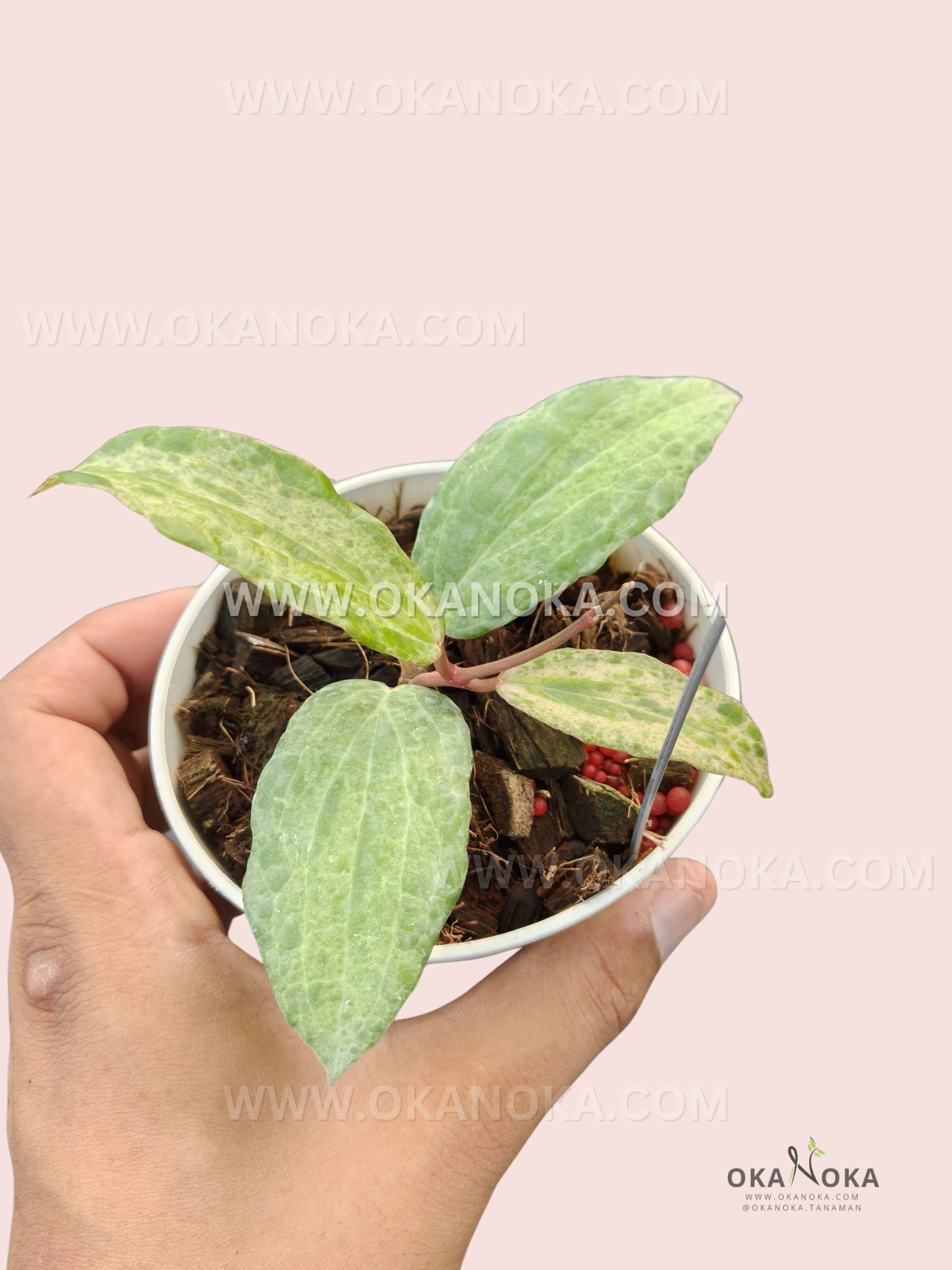 Hoya Crocodile climbing tropical houseplant growing in a nursery pot.