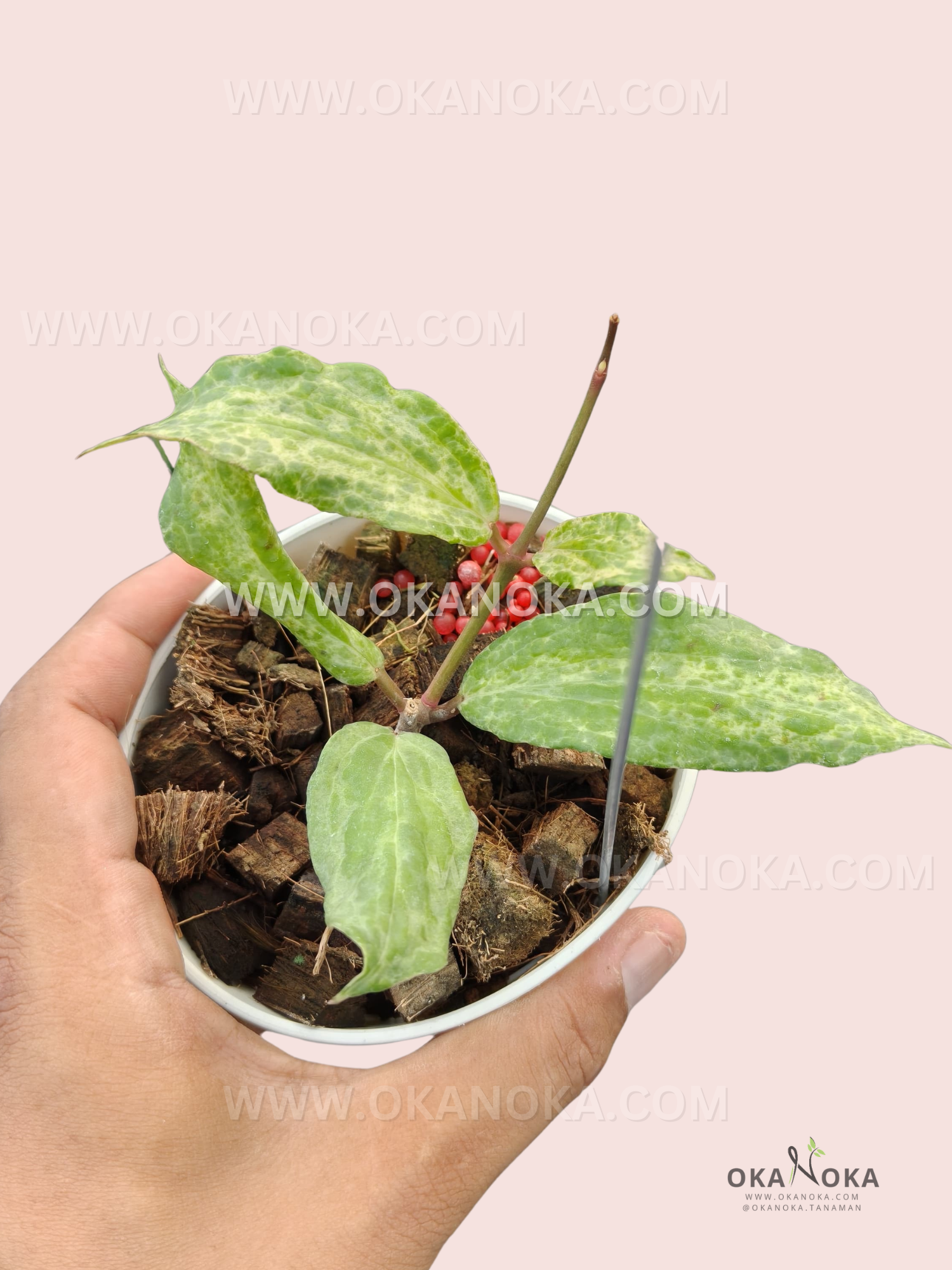 Premium Hoya Crocodile live plant for indoor tropical plant collections.