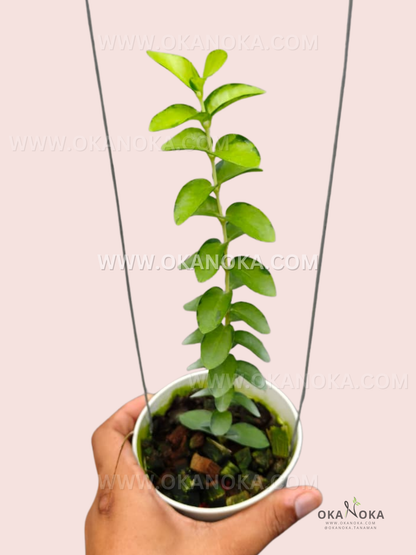 Hoya Cumingiana Inner Variegated hanging plant with trailing variegated green leaves in white pot, held in hand for display.