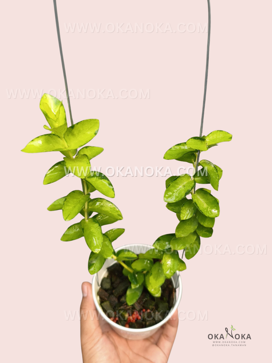 A Hoya cumingiana ‘Inner Variegated’ with glossy, elongated green leaves showing lighter yellow-green variegation along the centers, growing in upright and trailing vines from a small hanging pot.