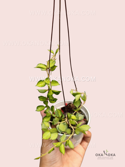 A potted Hoya curtisii ‘Inner Variegated’ with small, thick green leaves featuring lighter yellow-green variegation along the centers, growing on trailing and upright vines in a hanging pot.