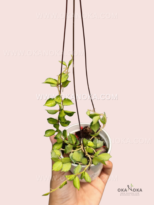 A potted Hoya curtisii ‘Inner Variegated’ with small, thick green leaves featuring lighter yellow-green variegation along the centers, growing on trailing and upright vines in a hanging pot.