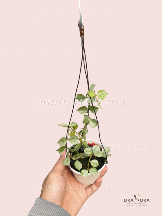Hoya Curtisii Silver live plant with small green leaves covered in silver mottling, trailing stems, and a hanging support in a white nursery pot.