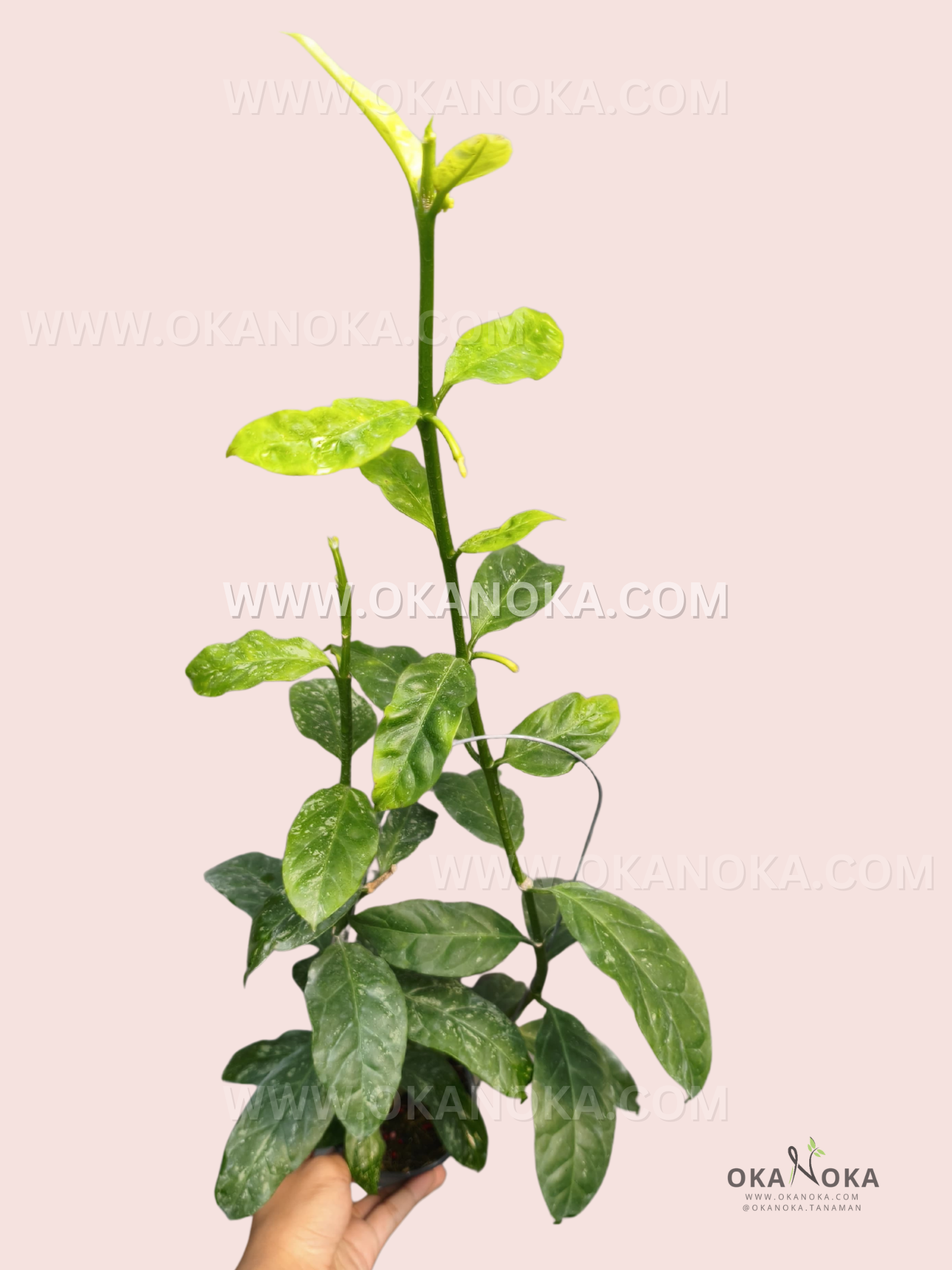 Hoya Decipulae Splash showing elongated green foliage with subtle lighter markings and multiple growing stems