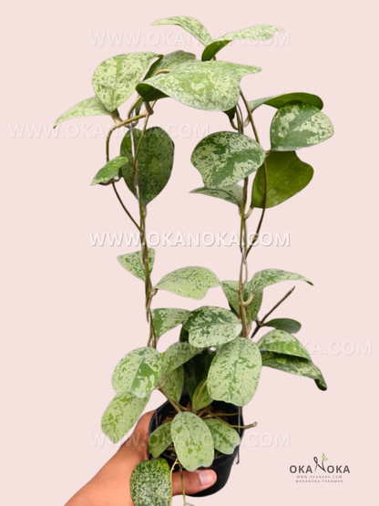Close-up view of Hoya Deykei Morning Dew leaves with silver variegation in a hanging pot.