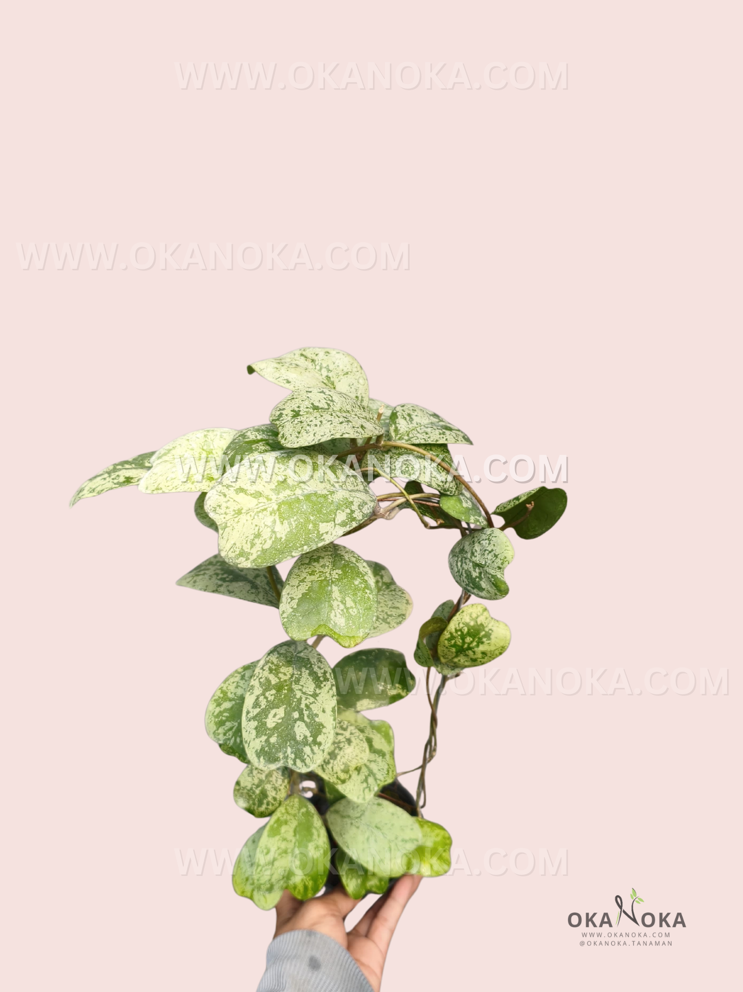 A Hoya deykei ‘Morning Dew’ plant with trailing vines and broad, oval green leaves heavily splashed and mottled with creamy pale-green variegation.