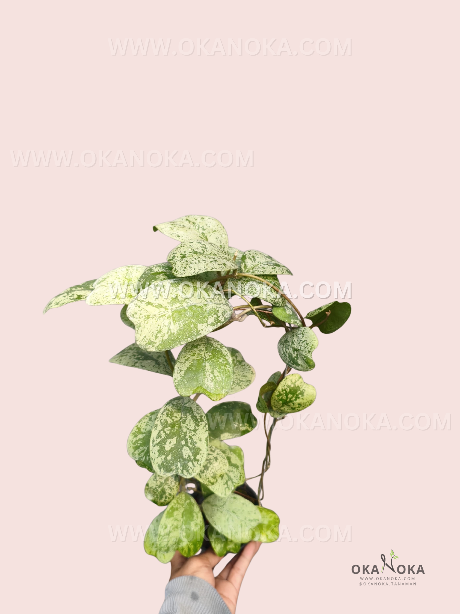 A Hoya deykei ‘Morning Dew’ plant with trailing vines and broad, oval green leaves heavily splashed and mottled with creamy pale-green variegation.